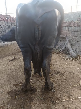 ભેંસ