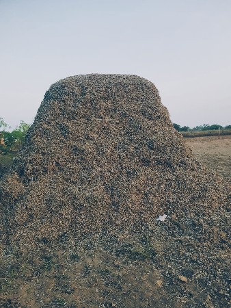 માંડવી નો ભુકો