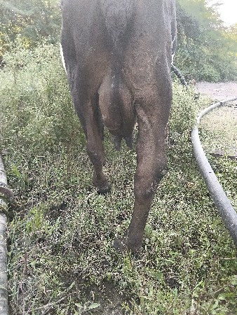 2.વીયાલ.ગાયો.વેસવાનીસે