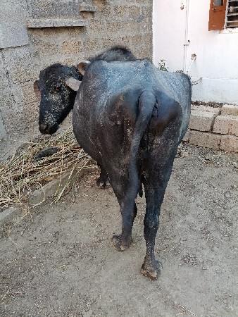 ભેંસ વેચવાની છે