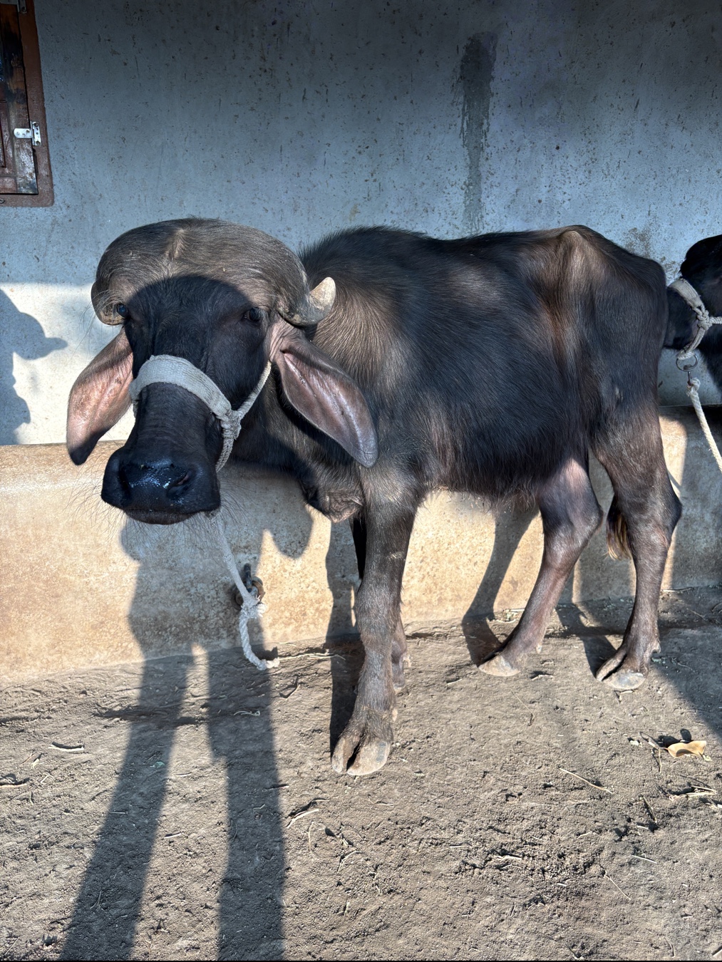 ત્રણ પાડીયું વેચવાની છે