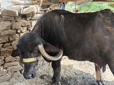 ત્રીજો વેધર