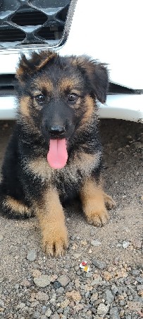gsd puppy