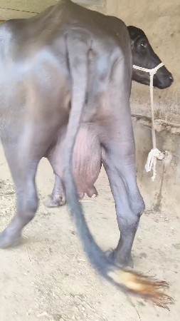ભેંસ વેચવાની છે