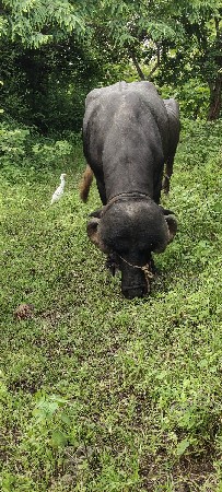 જાફરાબાદી પાડો