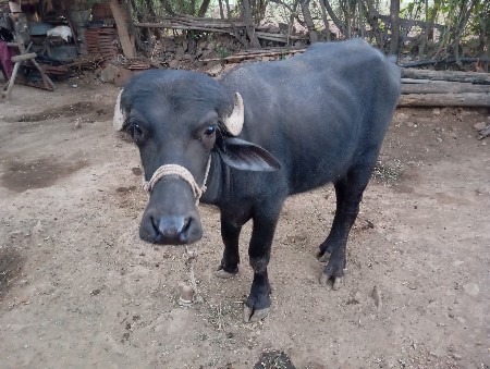 vechvani se