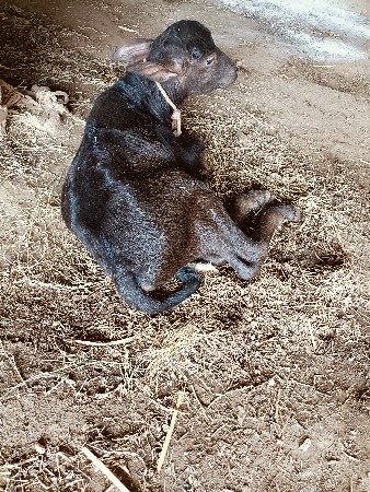 પાડો દેવાનો