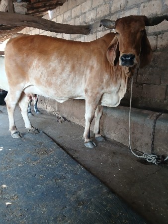 બે ગાય વેચવાની છે