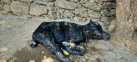 ભૅશ વૅશવાનિ છૅ