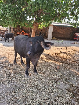 ખડેલી વેચવા ની છે