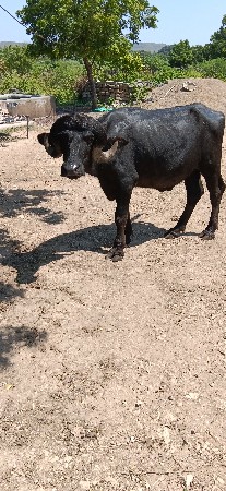 2 દાત