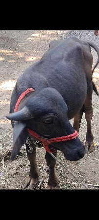 પાડી પુણાબેવરષની છે