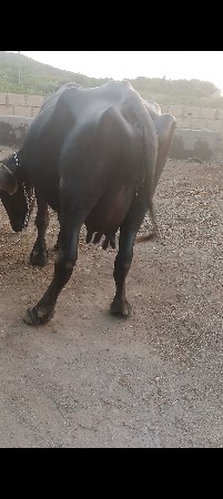 ચોથું વેતર