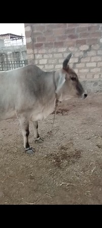ગાય વેચવાની છે બીજું વેતર