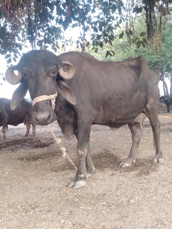 10 દિવસ ની કાચિસે