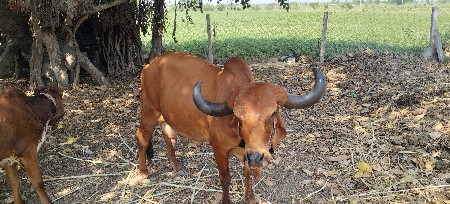 ગીર ગાય વેશવાની છે