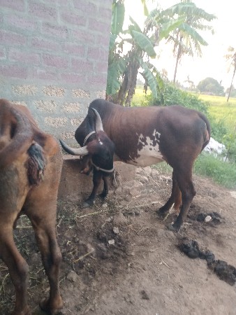 ગીરક્રોસ હોડકી વેચવાની છે.