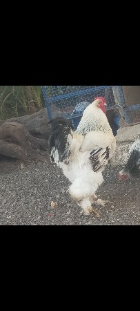 ઈદા વેચવાના છે.