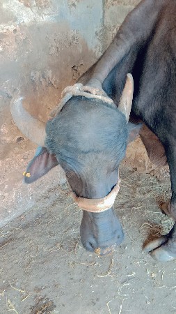 ભેંસ વેચવાની છે