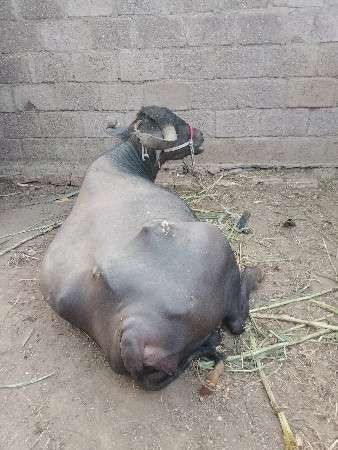 ભેંસ વેચવાની છે