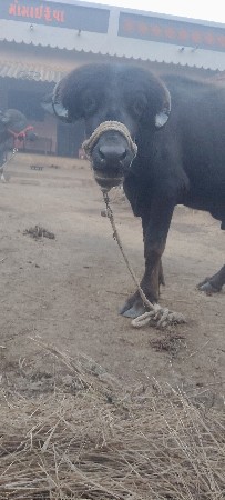પાડો