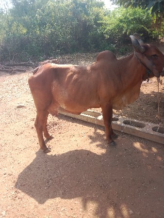 ગાય વેચવાની છે