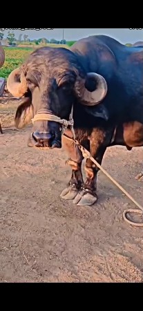 ભેંસ વેચવાની છે