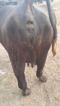 ભેંસ વેચવાની છે