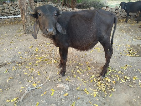 બે પાડી વેચવાની છે