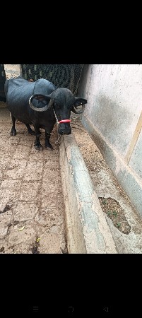ભેશવેશવાની