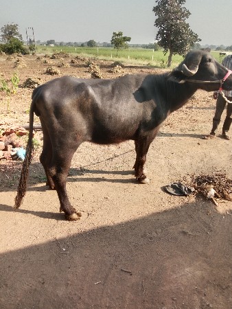 ખરેલી વેચવાની છે