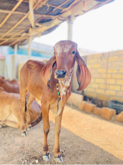 મયુર બુલ ની વાછડી