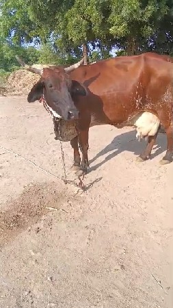 ગાય વેચવાની છે