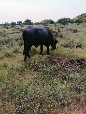 4  ચાલુ પાડો છે ચાર દાતે