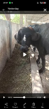 પાડો વેસવાનોસે