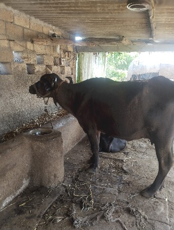 ખડેલી વેચવાની છે