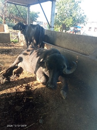 ભેંસ વેચવાની છે