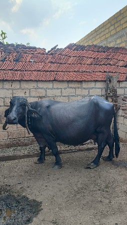 ભેંસ વેચવાની છે