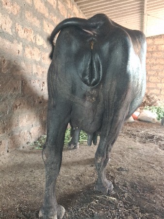 ભેંસ વેચવાની છે