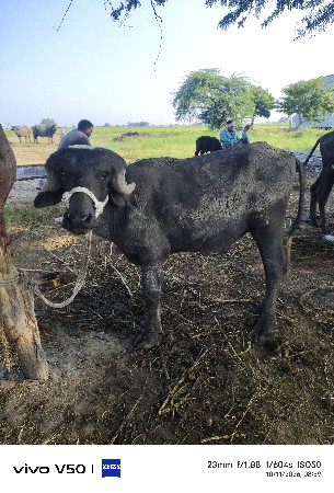 ચાંદરો પાડો વેચવાનો છે