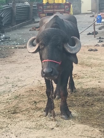 ખળેલી વેચવાની છે