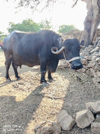 ભેંસ વેચવાની છે