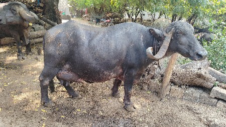 ભેંસ વેચવાની છે