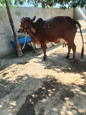 ગીર ગાય વેચવાની છે