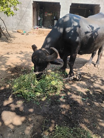 ભેસ