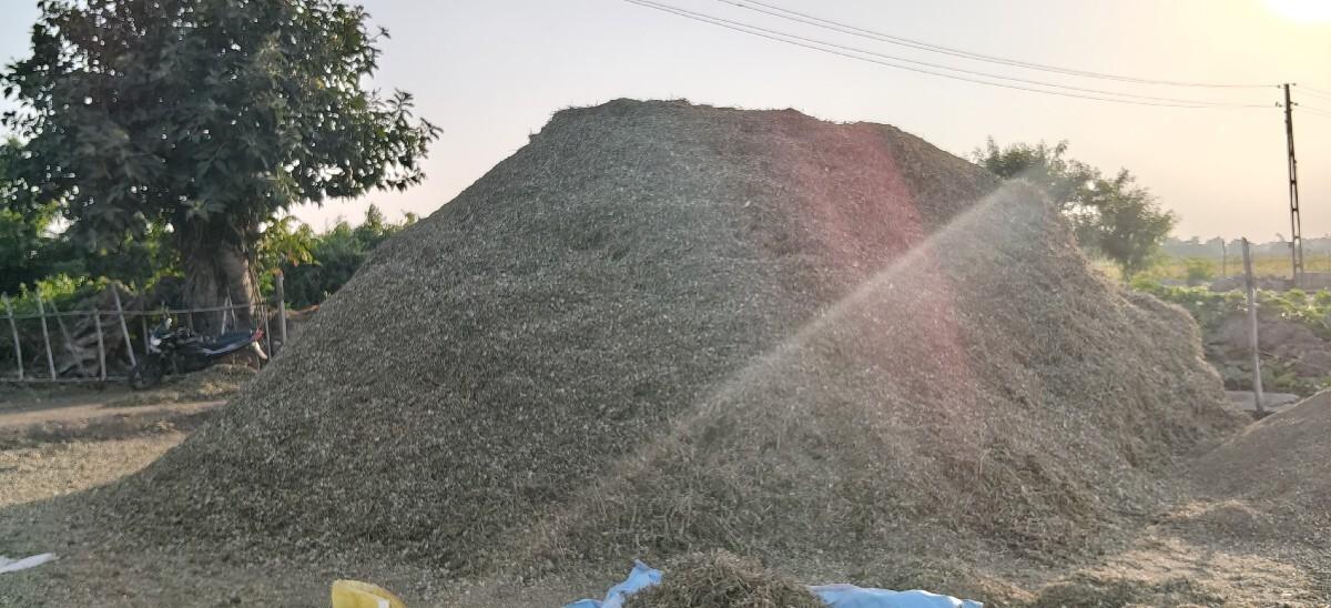 10 વીઘા માંડવીનો ચારો વેસાવાનો