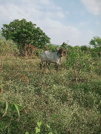 ત્રીજી ધર નો બળદ વેચવાનો છે