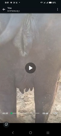 પેલુ વેતર વેશવાનીછે