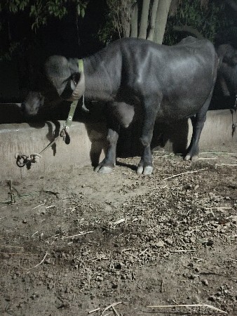 ભેંસ વેચવાની સે પેલા વેતર ની