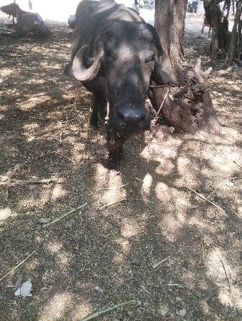 પેલું વેતર